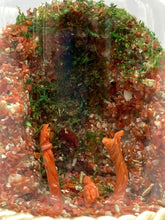 Carica l&#39;immagine nel visualizzatore di Gallery, Presepe Corallo naturale
